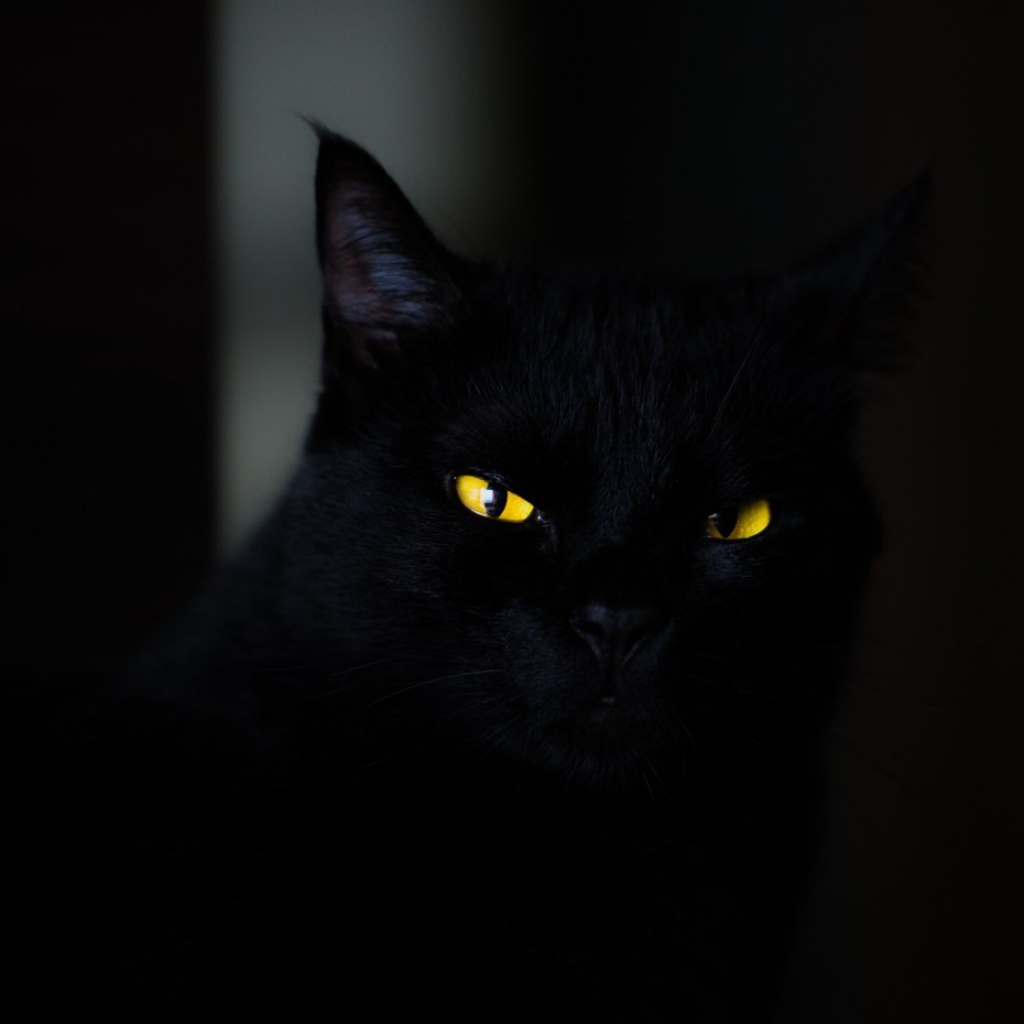 Черная кошка с желтыми глазами