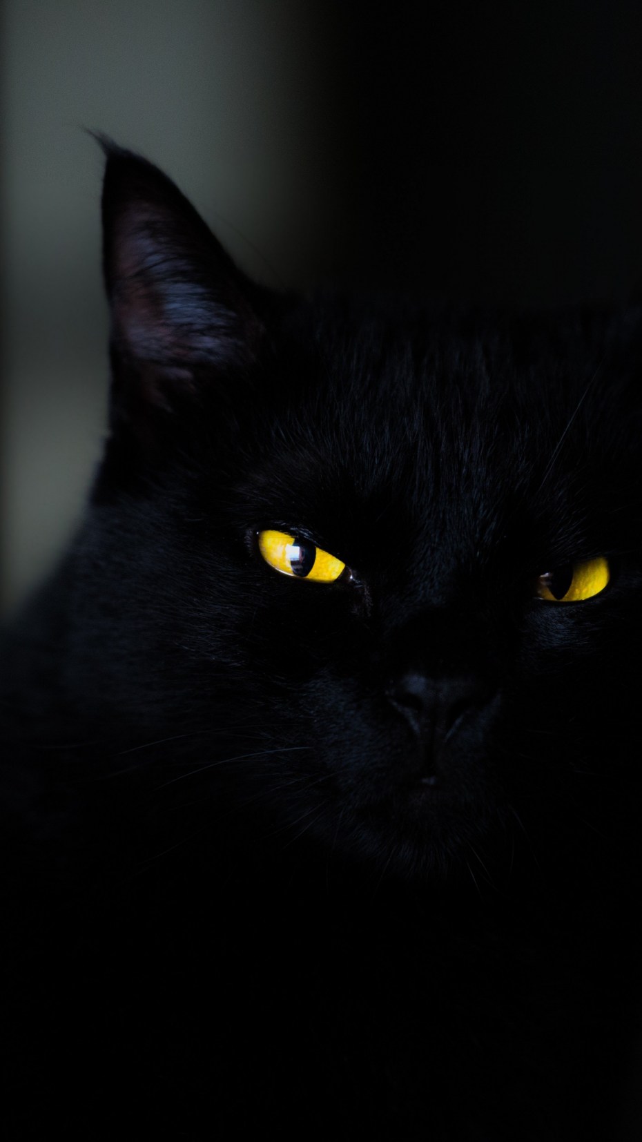 Чёрный кот