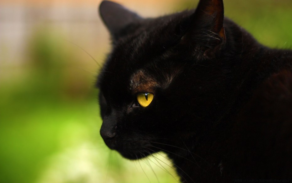 Черная кошка