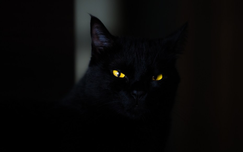 Черная кошка