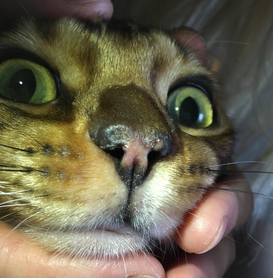 Корки на носу у кошки — что спровоцировало появление симптома?