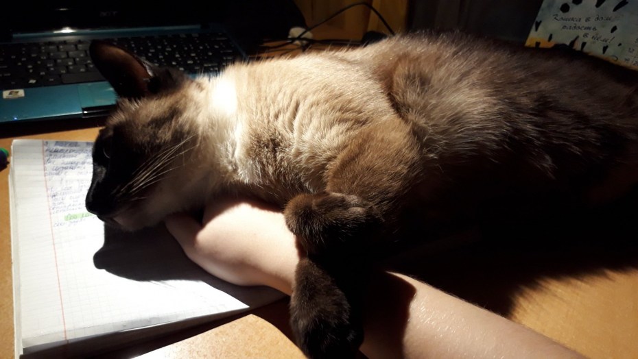 ДЗ годовые коты