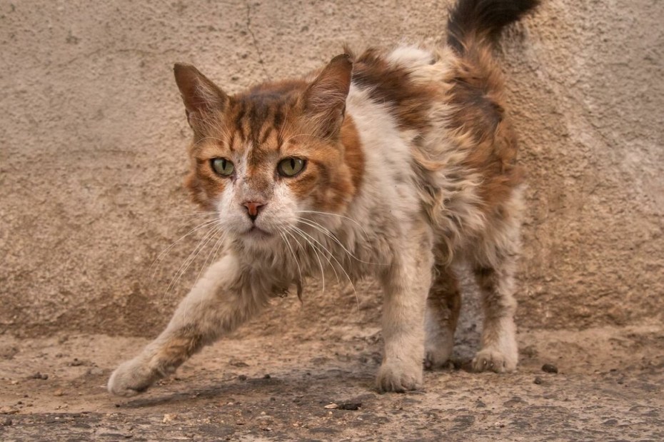 Рыжий бродячий кот