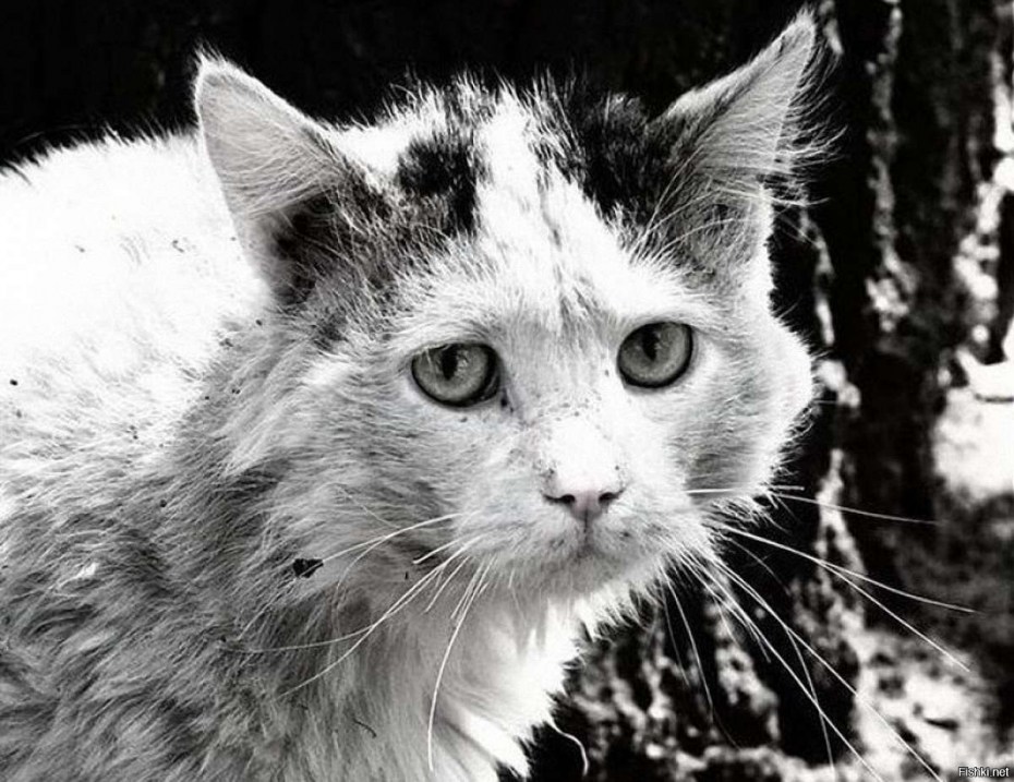 Взъерошенный котенок