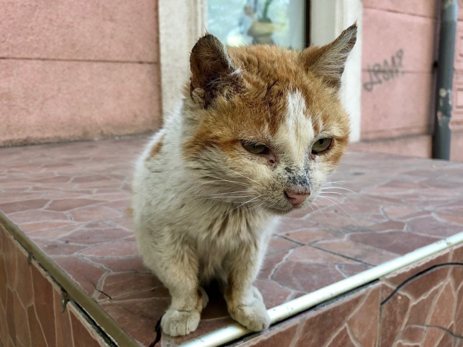 Бешеная домашняя кошка