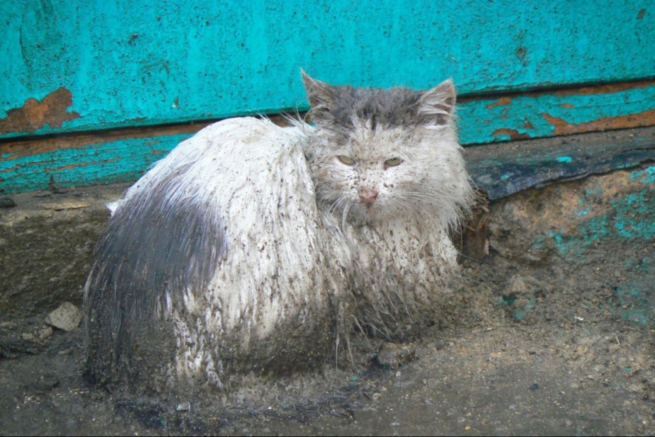 Уродливый кот