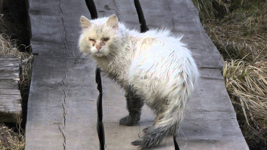 Уродливый кот