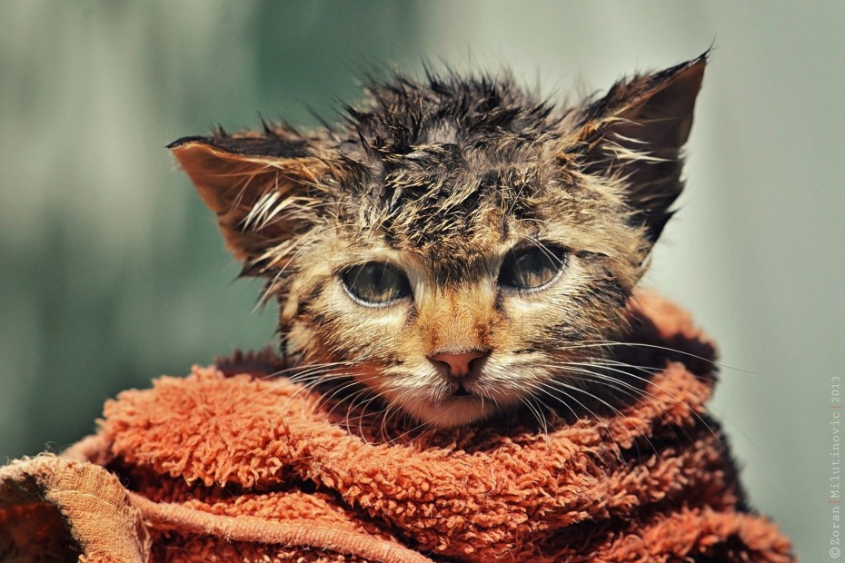 Бездомный черный котенок