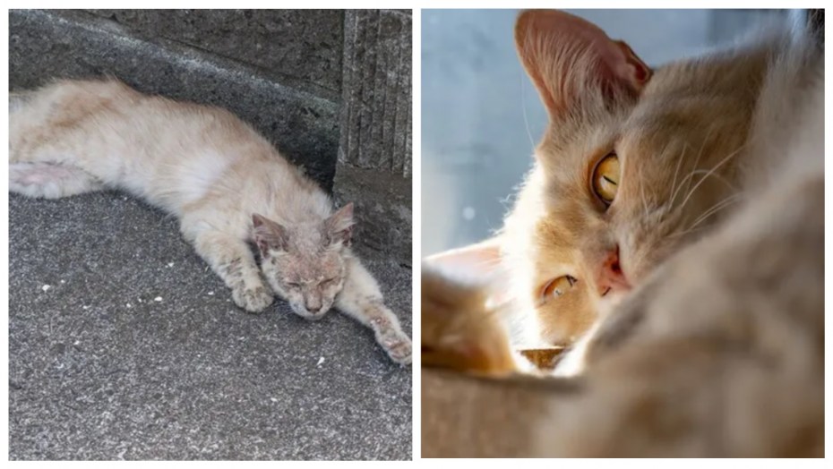 Котиков маленьких и плохих
