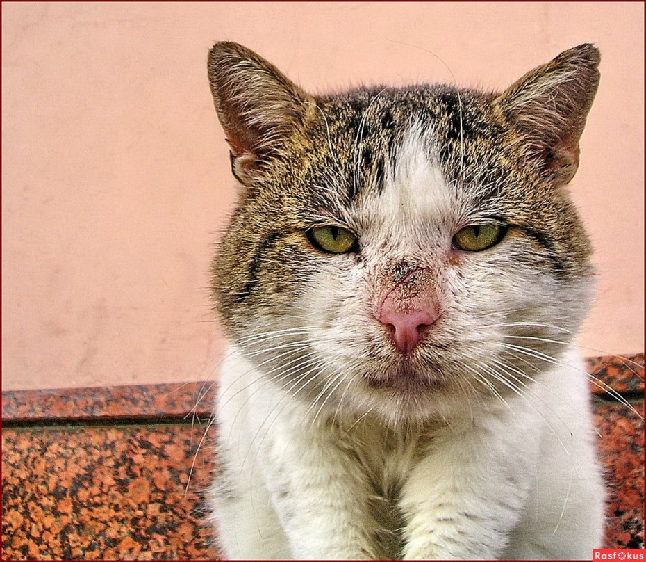 Дворовые коты