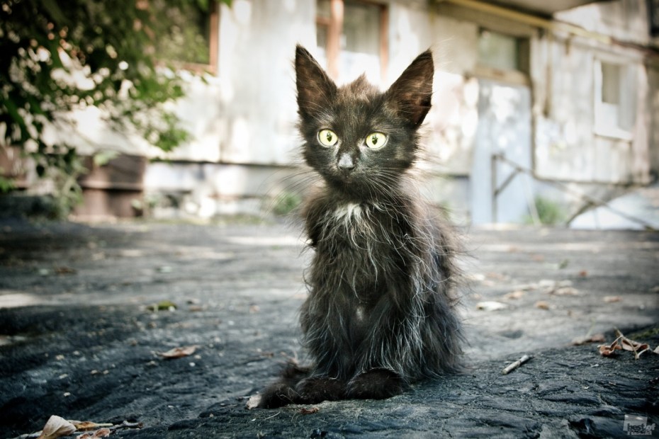 Бродячий кот