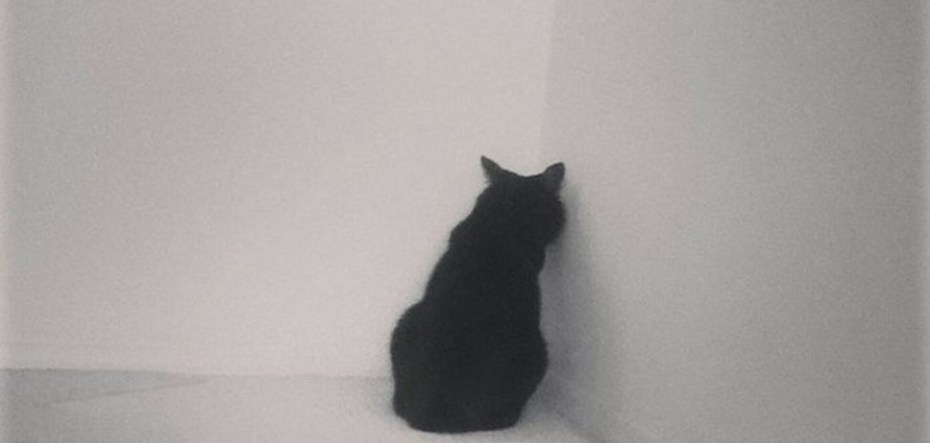 Котик в углу