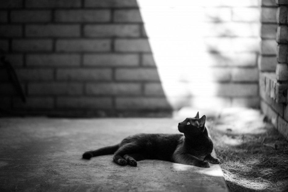 Коты сидячих на полу чб
