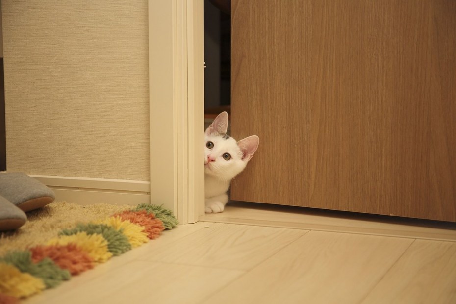 Котенок открывает дверь