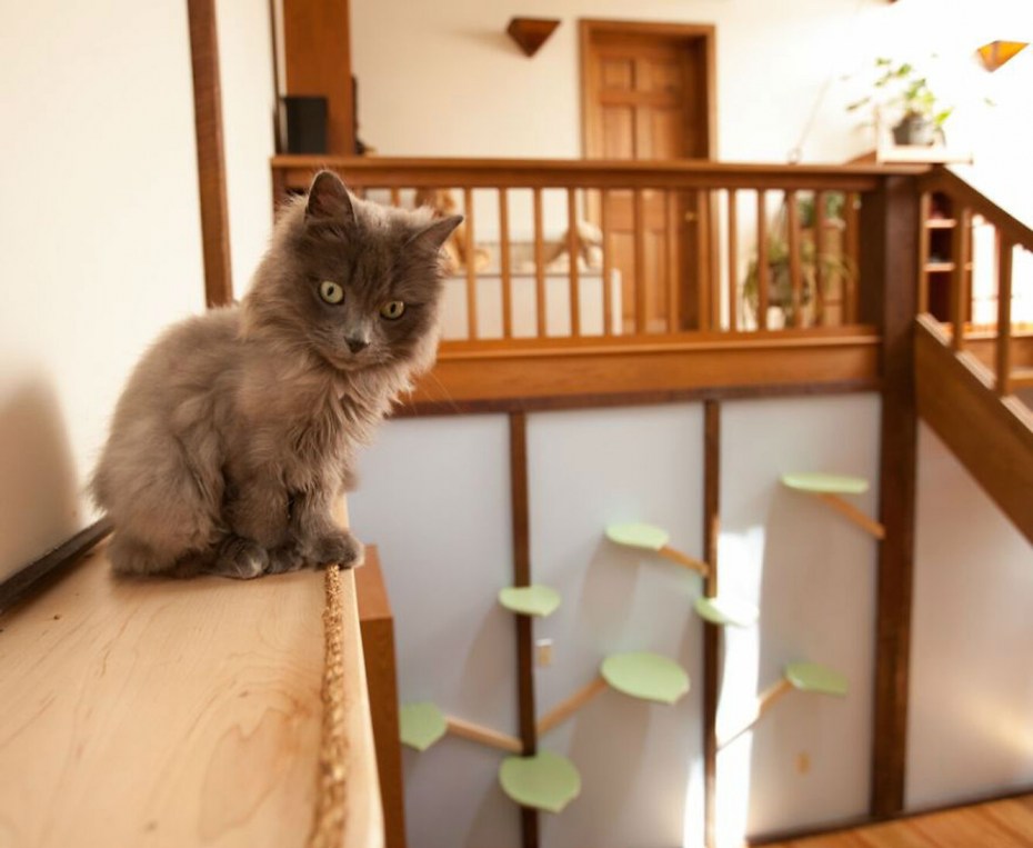 Котенок в квартире