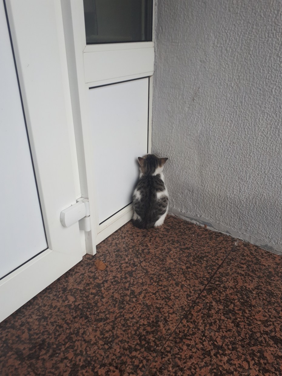 Обиженный кот в углу