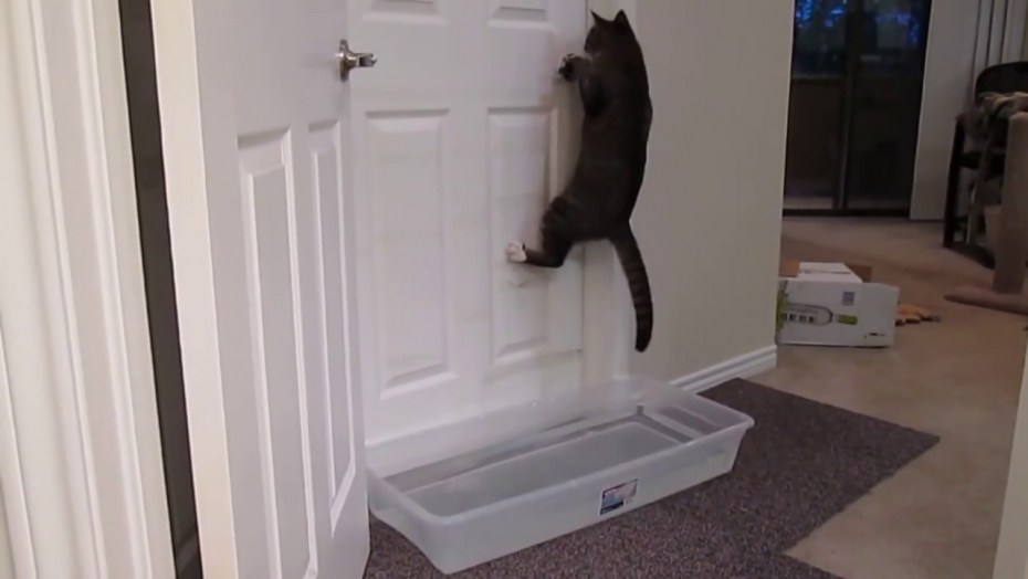 Кошка открывает дверь
