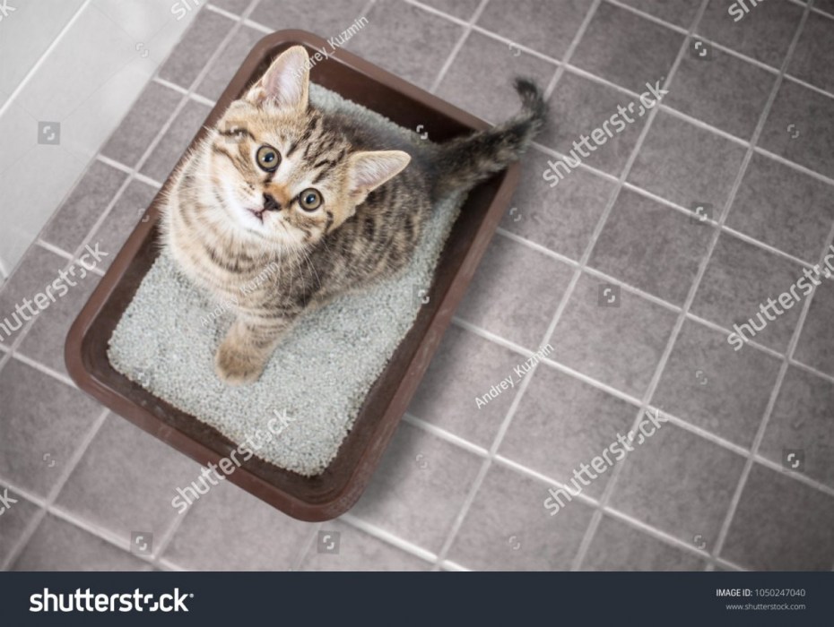 Кот выглядывает из под стола