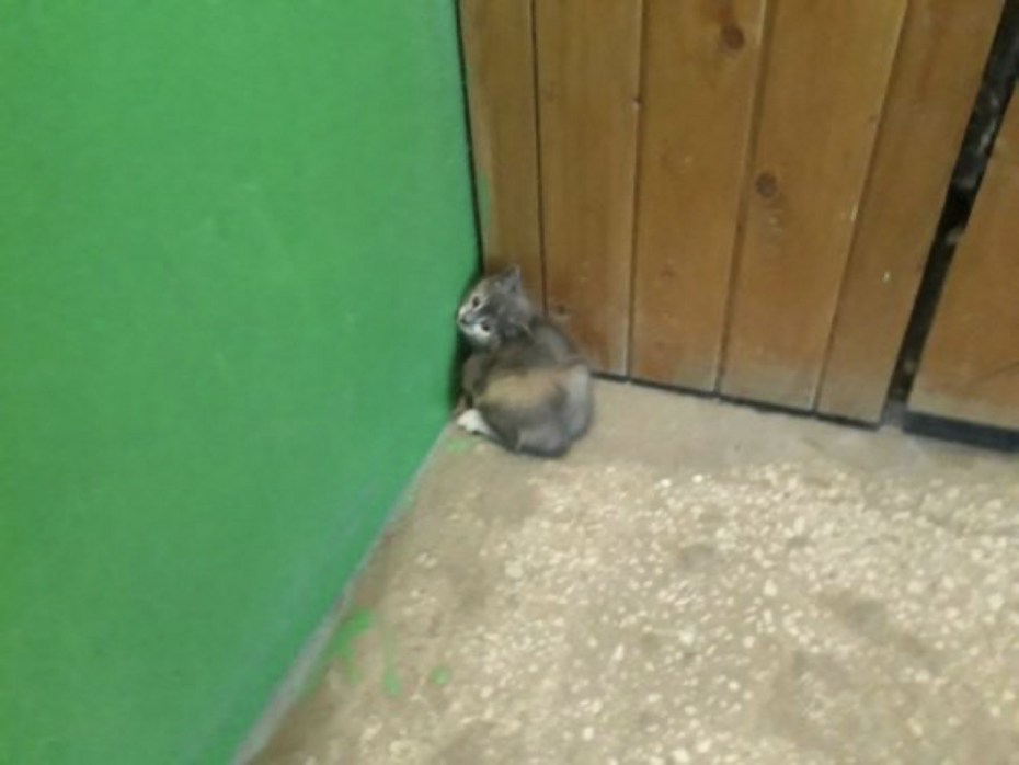 Маленький котенок в углу