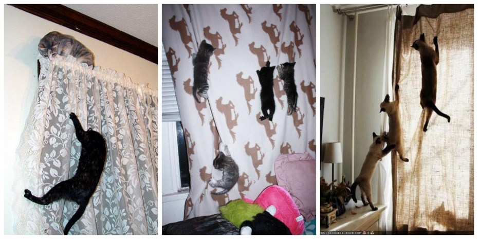 Кот повис на шторе