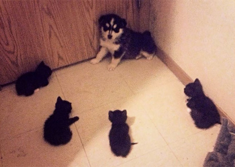 Кафе с кошками