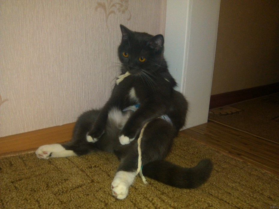 Кот стоит в углу