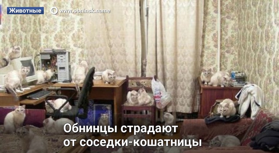 Куча котов в квартире прикол