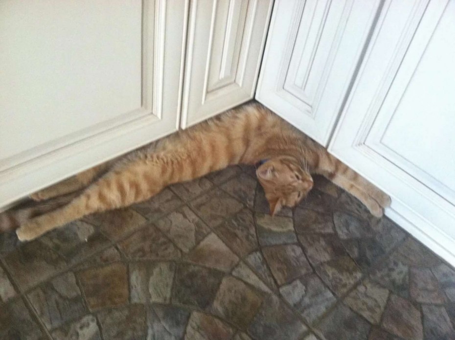 Котики демотиваторы