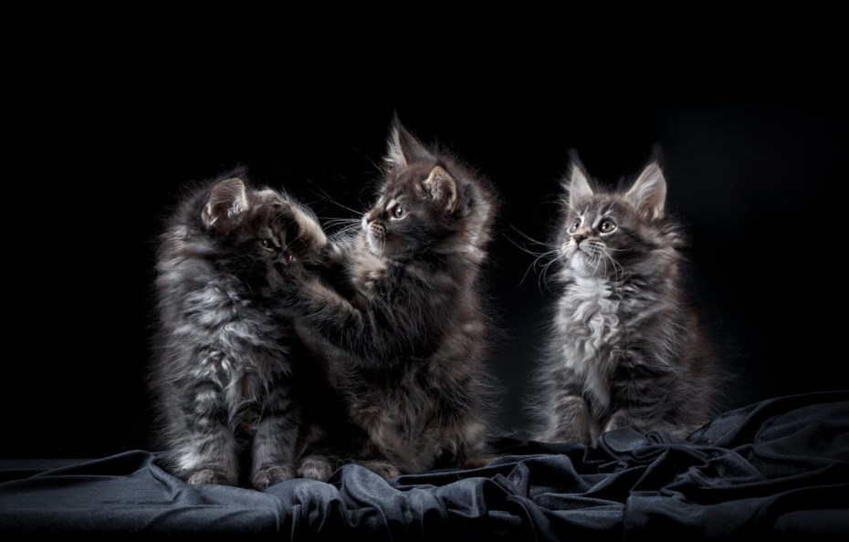 Кот Мейн кун