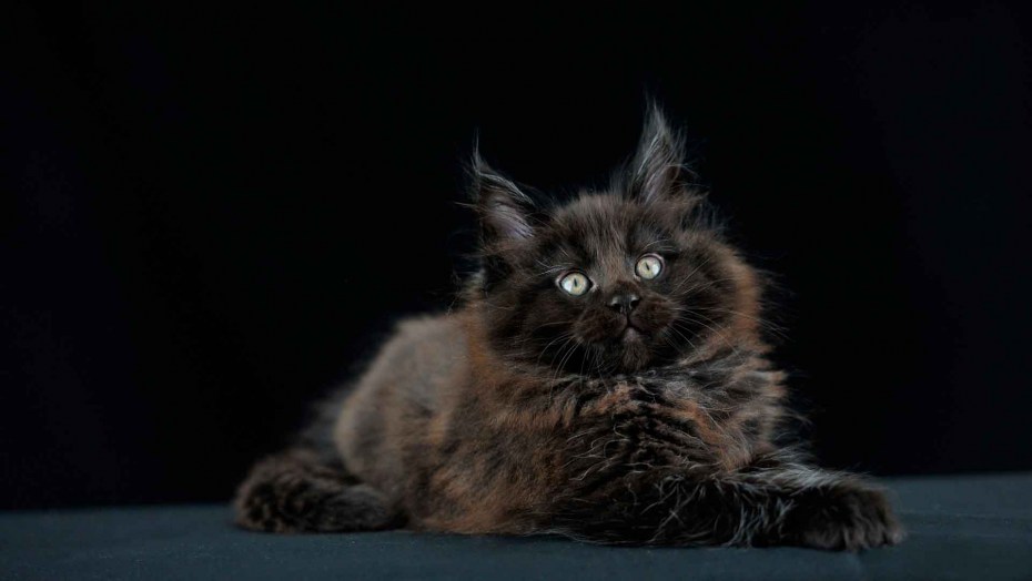 Кошка Мейн кун сидит