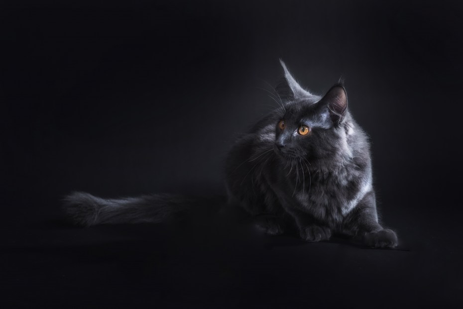 Темный кот