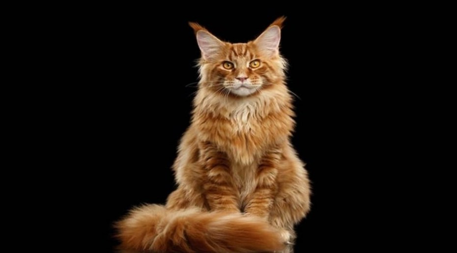 Котята Мейн кун