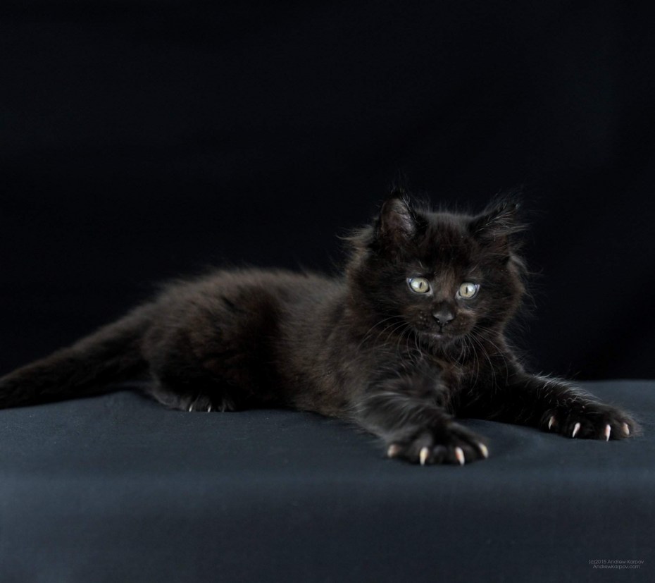 Кот Мейн кун
