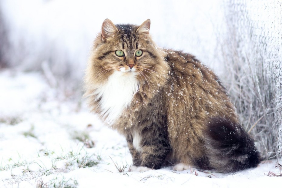 Сибирский длинношерстный кот
