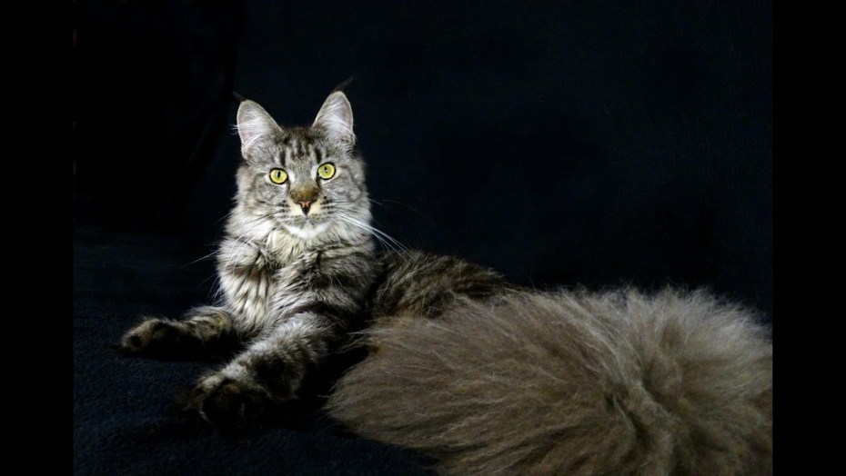 Кошка Мейн кун