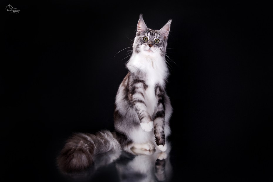 Мраморный кот Мейн кун
