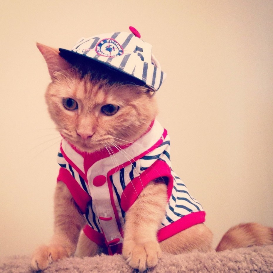 Крутой кот