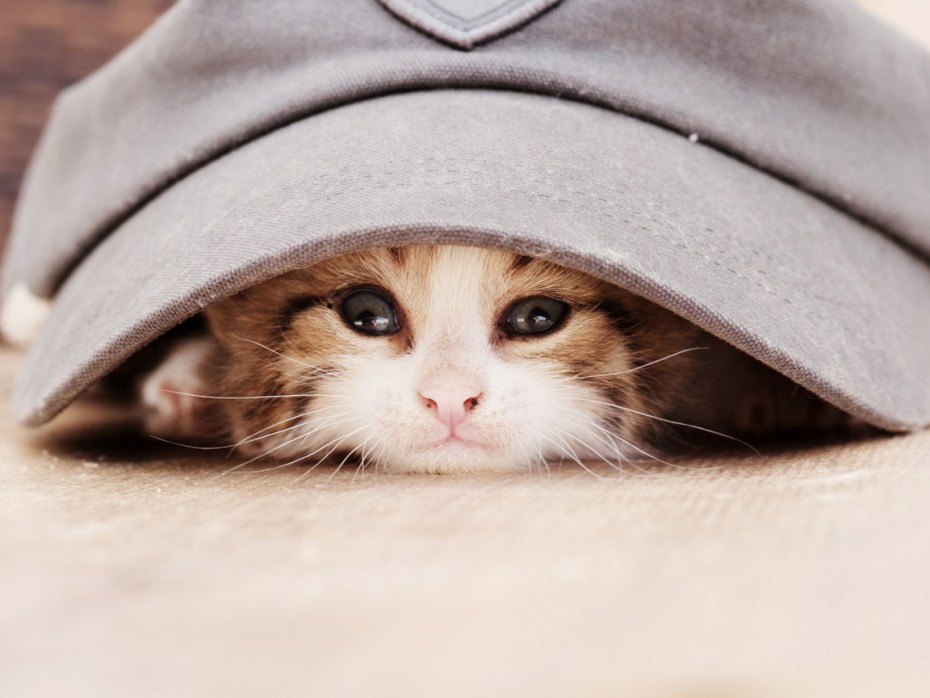 Котенок в кепке