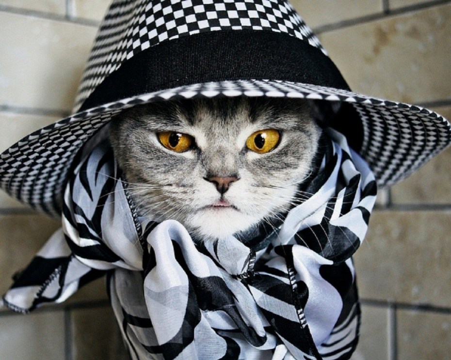 Кошка в шляпе