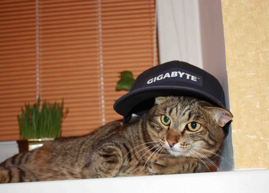 Котик в кепке