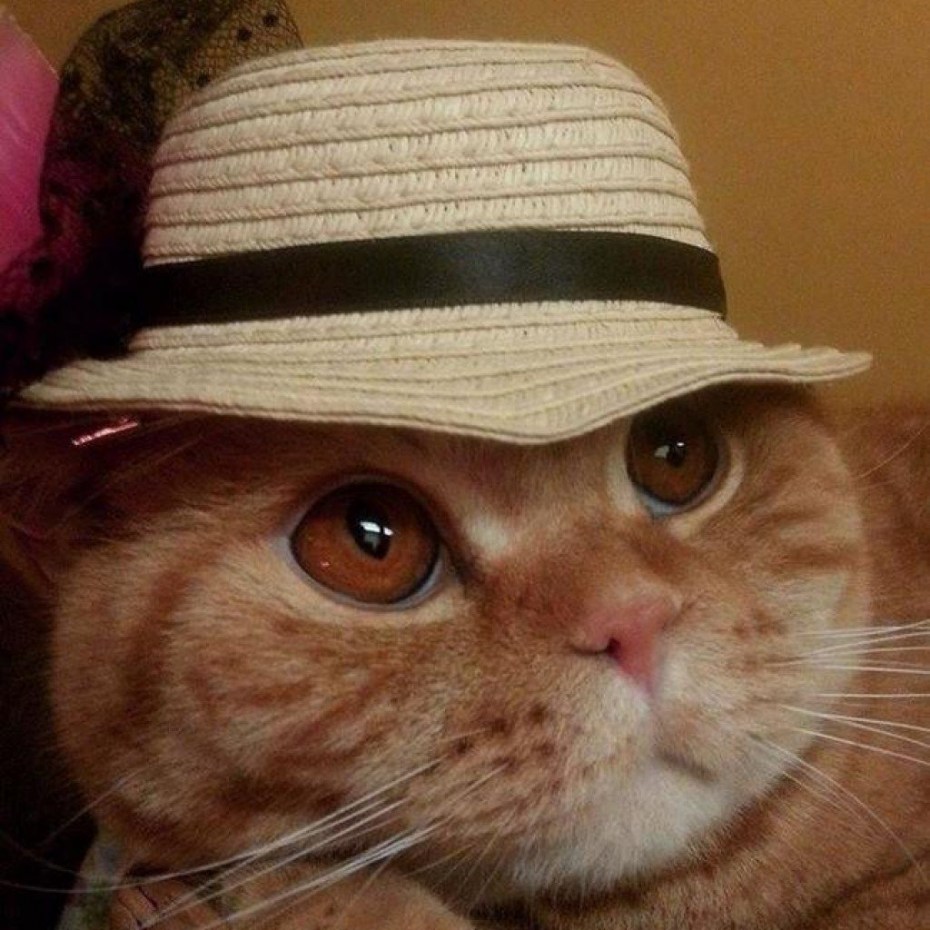 Рыжий кот в кепке