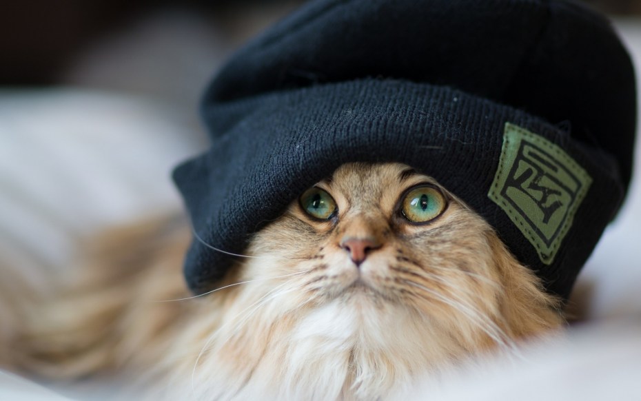 Кошка в шляпе