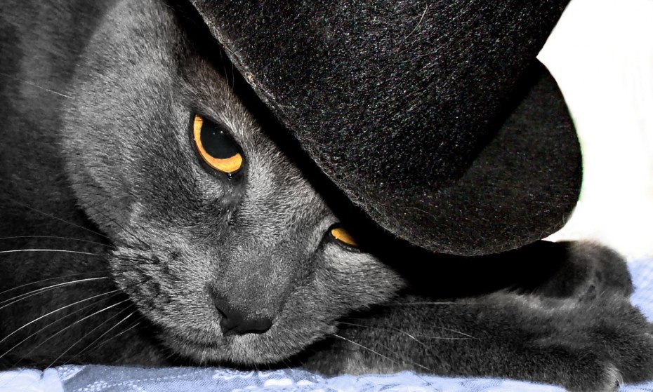 Коты в кепках