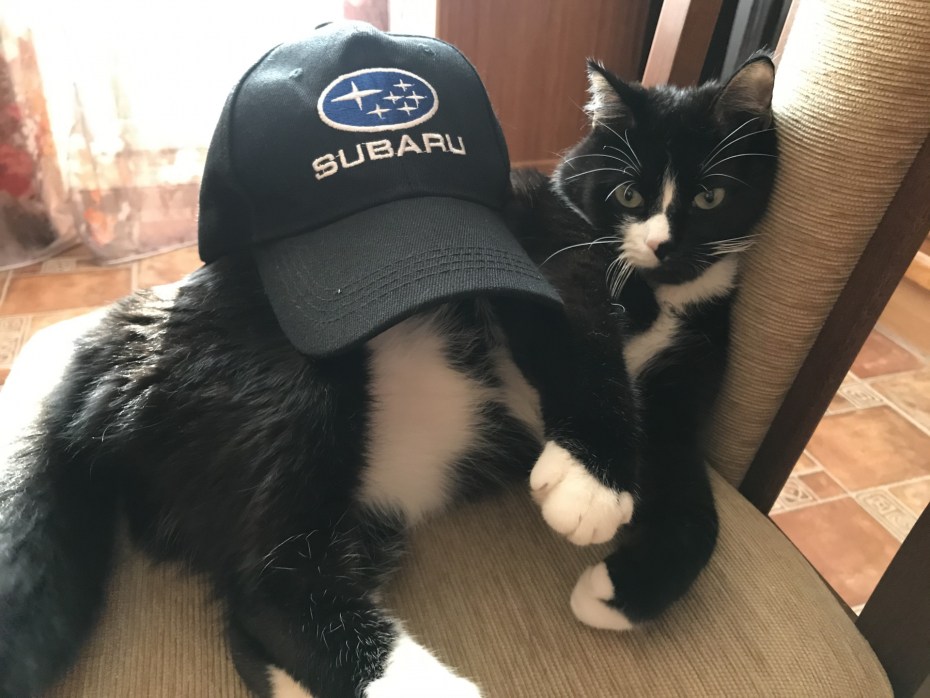 Кот в кепке черепаха