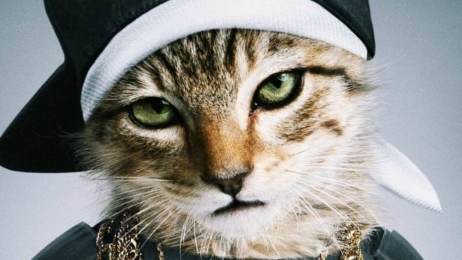 Котик в кепке