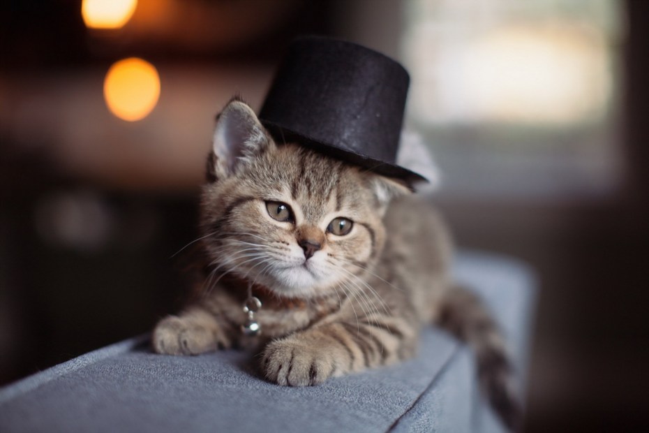 Шапка "кошка"