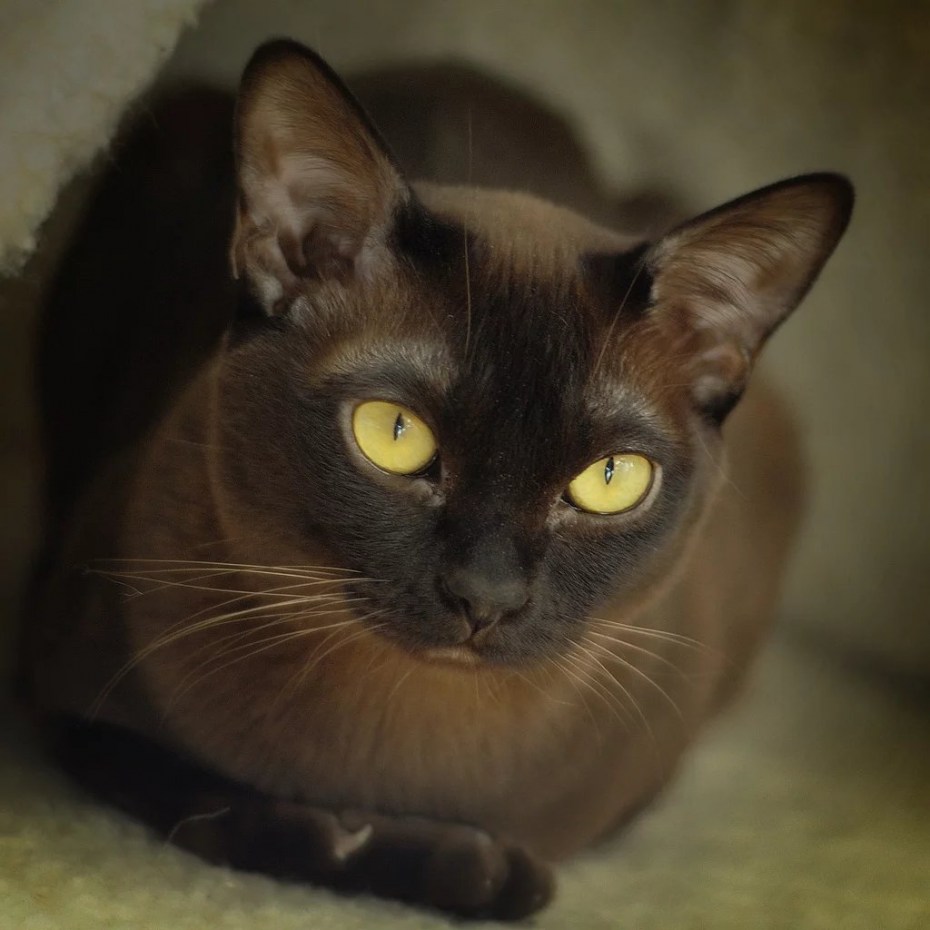 Сиамская кошка Бурманская кошка