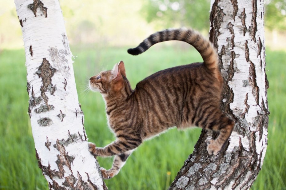 Кошка тойгер с пятнистым окрасом