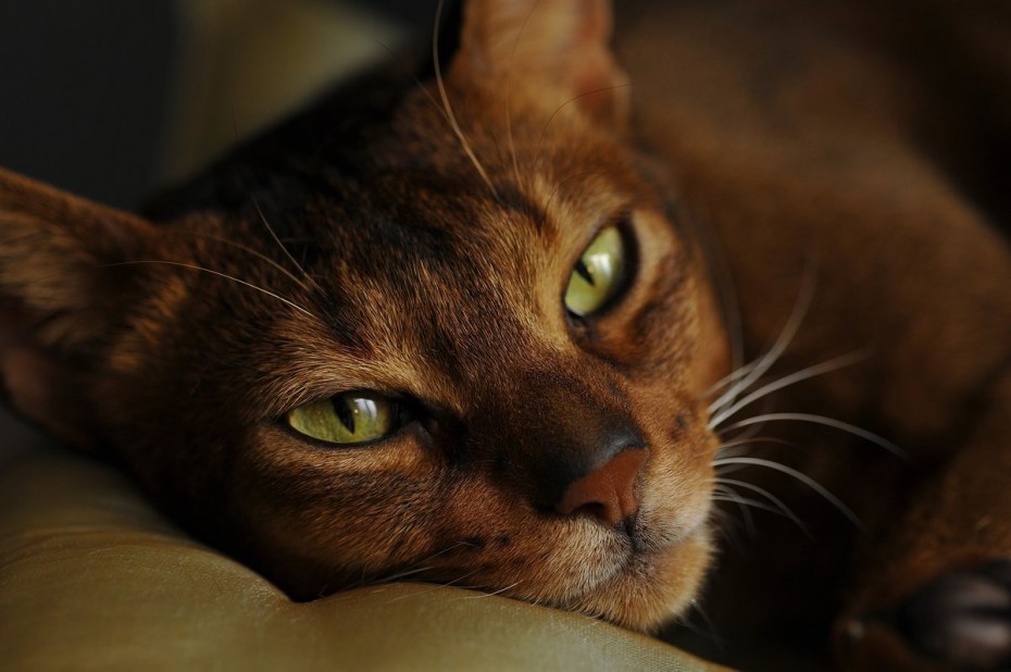 Абиссинец кошка коричневая
