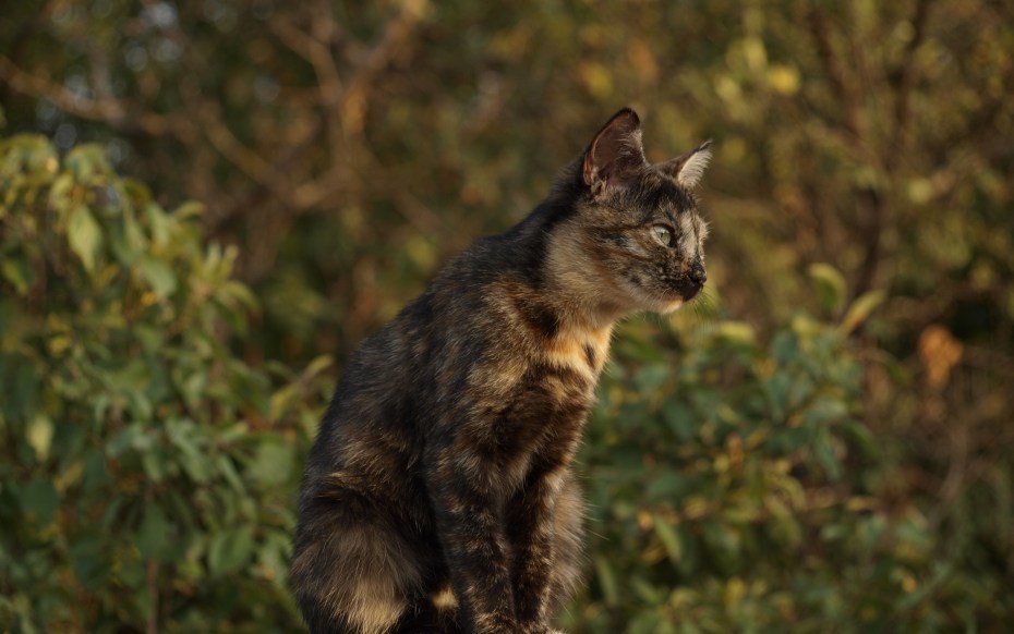 Бурая кошка